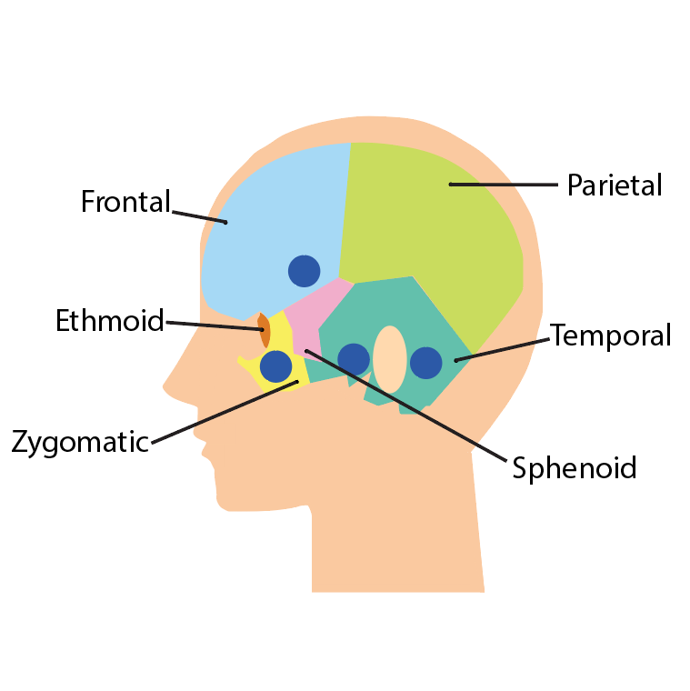 head bone img